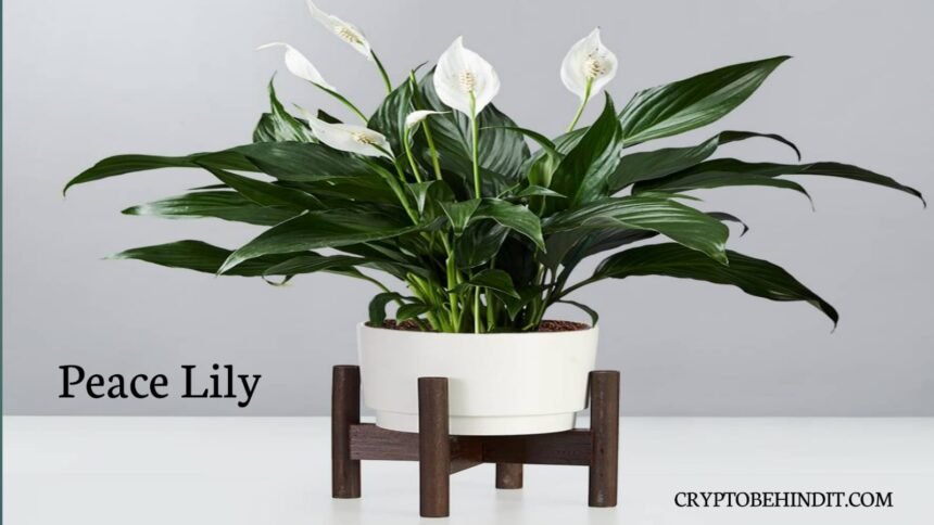 Peace Lily